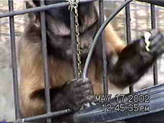 A monkey, obviously - 5/17/02