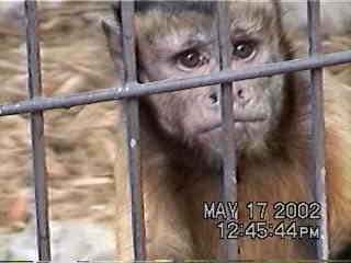 Yes, it's the monkey again.. check those sad looking eyes! - 5/17/02
