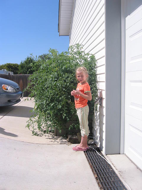 And again, Carrie and the huge tomato plant.