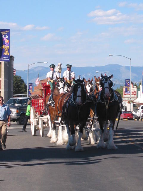 The Budweiser horses.