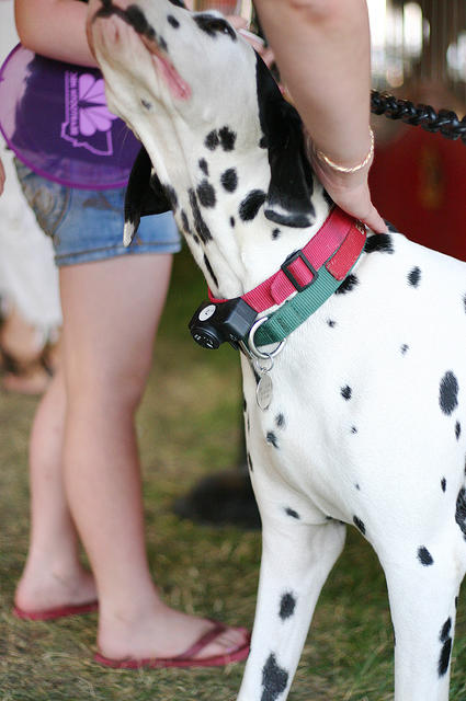 A dalmatian at the fair
