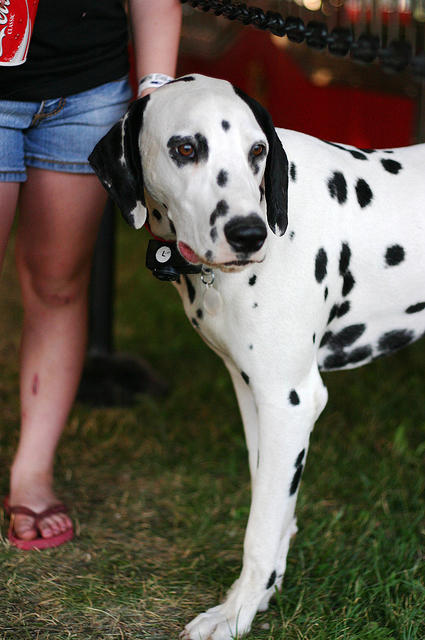 Dalmatian again