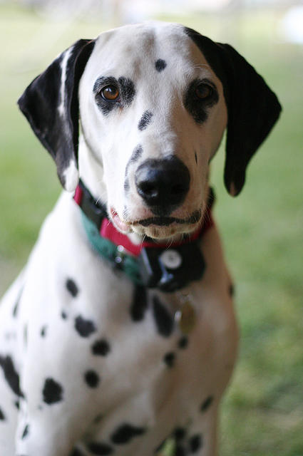 Dalmatian