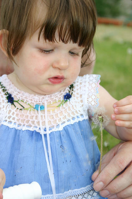 Joleigh, fascinated by the dandelion