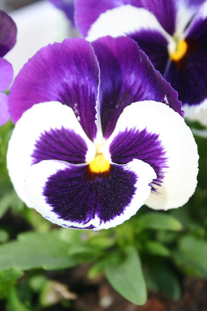 Pansies