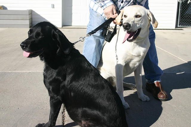 Mom attempted to take Ebony and Lily for a joint walk.  She didn't make it much past the driveway.