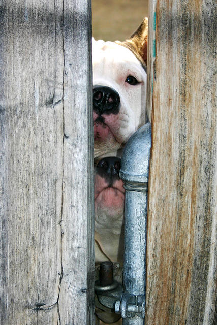 These dogs were curious about us on our walk.