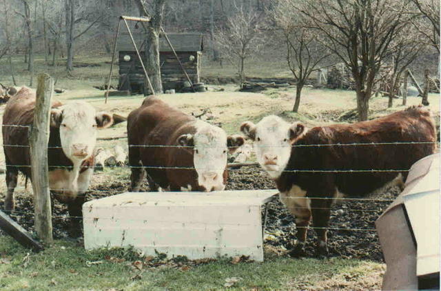 Gram and Pap's cows
1982