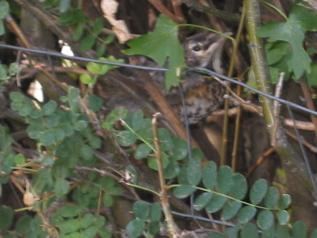 The baby bird in the hedges.