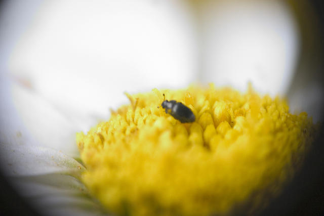 Obviouisly I still have a long ways to go with the reverse lens macro technique.  Daisy.