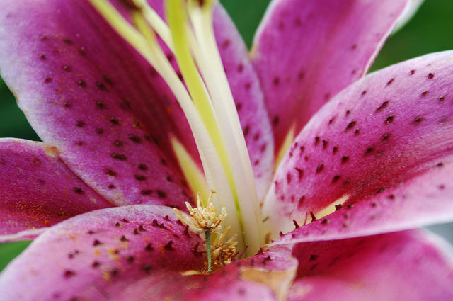 Stargazer Lily