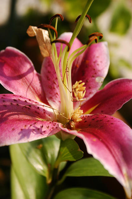 Stargazer Lily