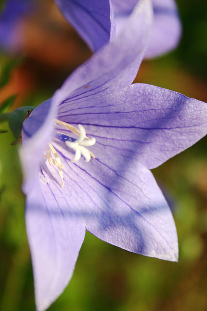 Little flower that looks like a balloon flower, but isn't.