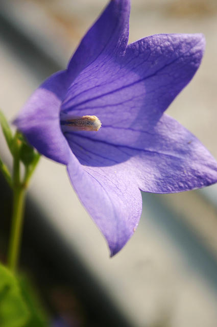 Balloon Flower