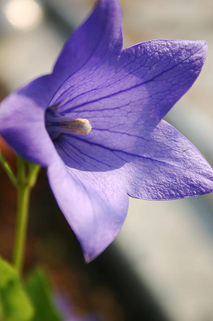 Balloon Flower