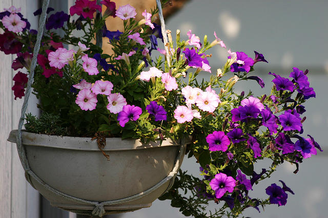 Hanging pot again.  Petunias.