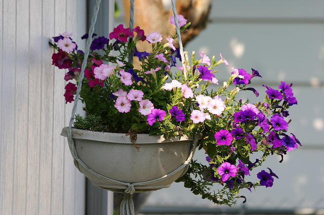 Petunias.