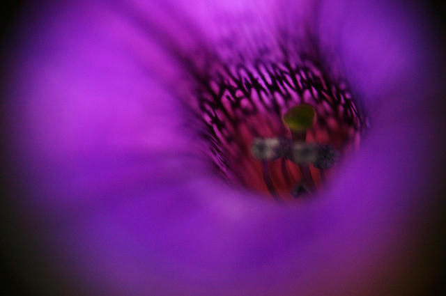 Another failed reverse lens macro attempt, but I like the pattern.  Haha.  Petunia.