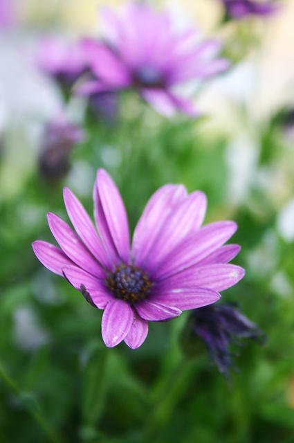 Osteospermum Daisies