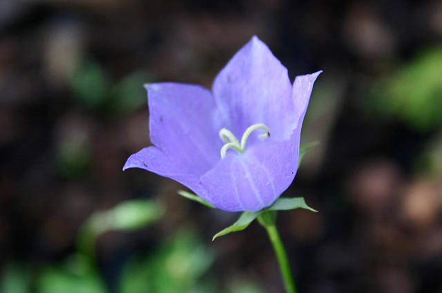 Not a Balloon Flower.  Mom said it was a Bell Flower.