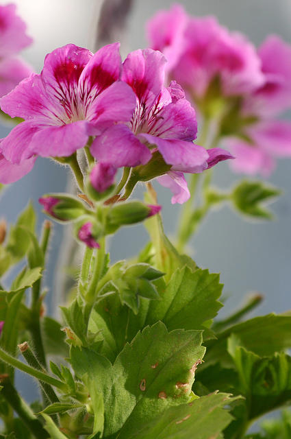 Geraniums