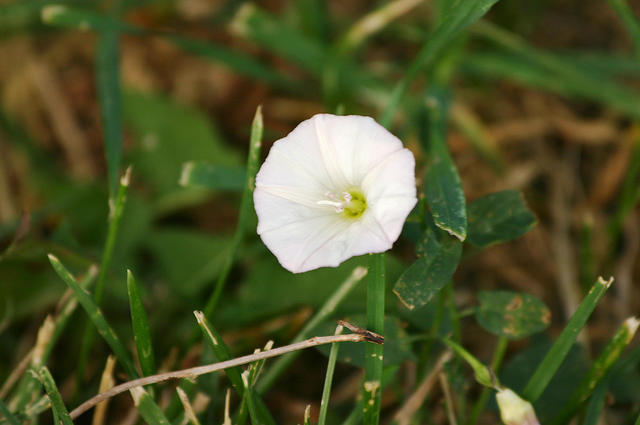 Horrid horrid bindweed.