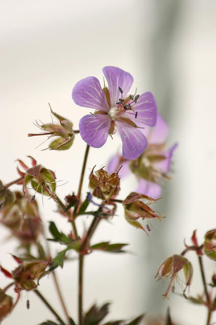 Another geranium.