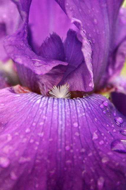 Purple Iris