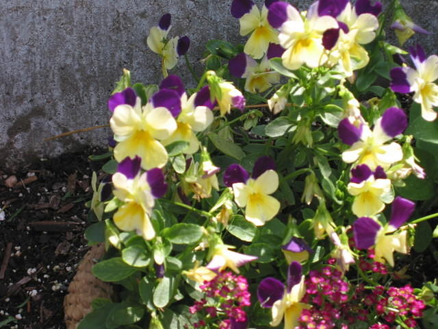 Viola X Williamsii