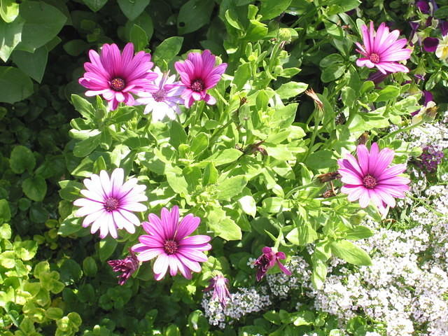 Osteospermum Daisy