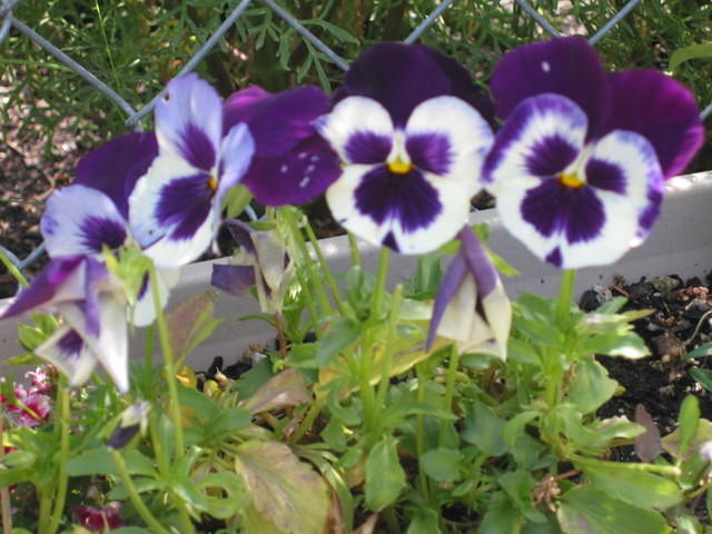 Pansy