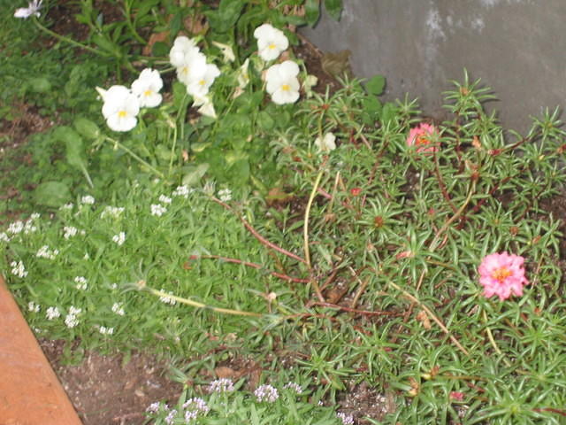 Pansy, Alyssum, and Portulaca