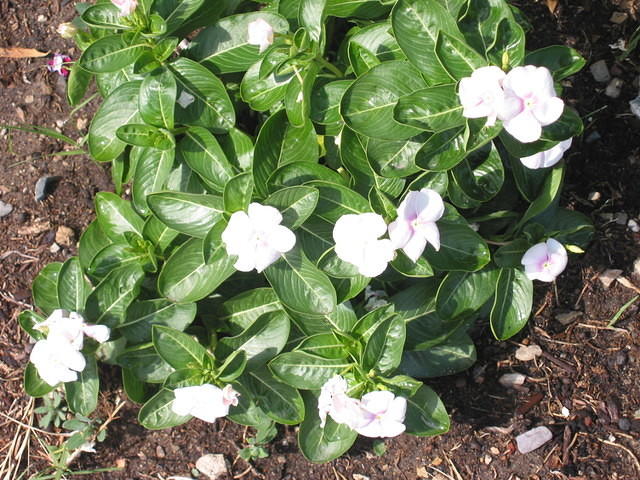 Vinca