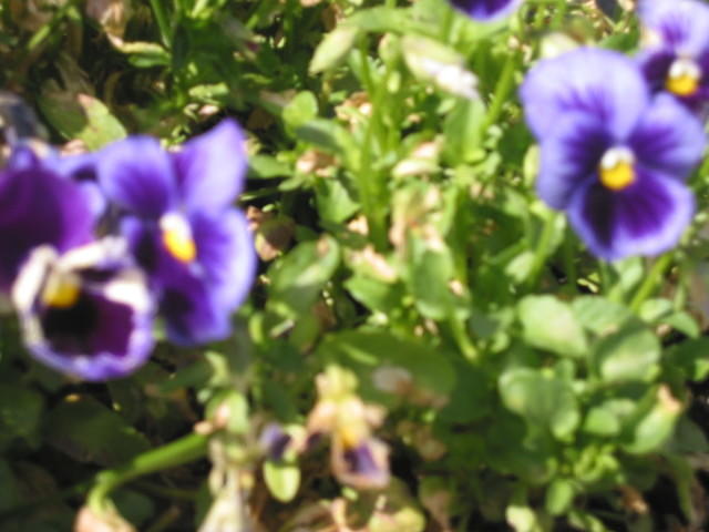 Pansy