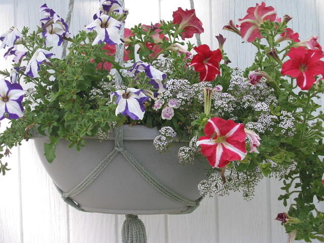 Alyssum and Petunias