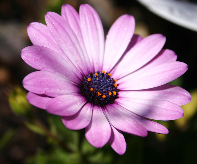 Osteospermum Daisy