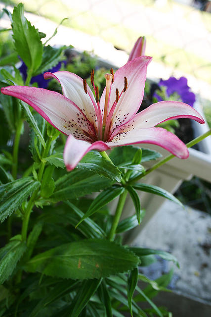 Lilies, my favorite flower.