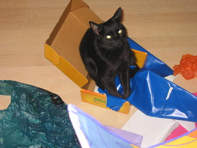 Rio, trying out a box that I think is a little too small for her.
