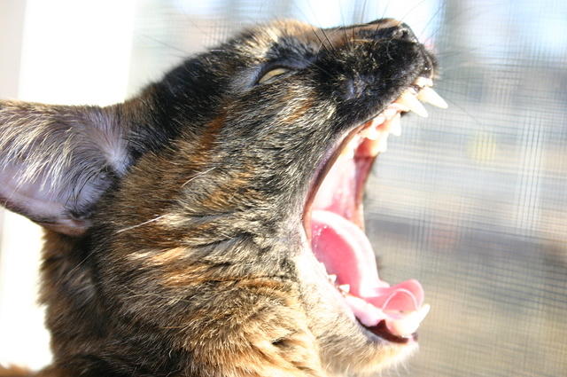 Charm yawning