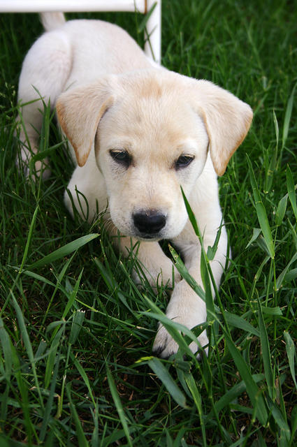 Lily, stalking after a soccer ball