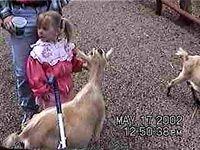 Carrie feeding a goat - 5/17/02