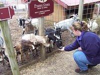 Michelle feeding the pygmy goats