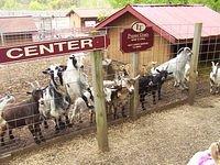 hungry goats!