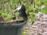 The butterfly again.  It's an 'Astyanax' Red-spotted Purple butterfly, or so it said somewhere online. ;)