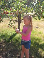 Carrie, picking TINY apples.
