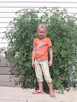 Carrie and the huge tomato plant again.