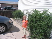 Carrie and the huge tomato plant.