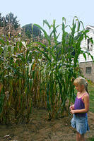 Carrie next to the corn plants.