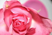 Carrie's rose