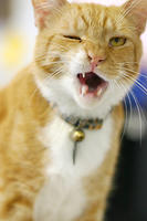 A yawn from a resident of the Humane Society